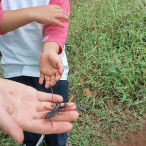 One Day Eco Trip: Insects & Waterfall