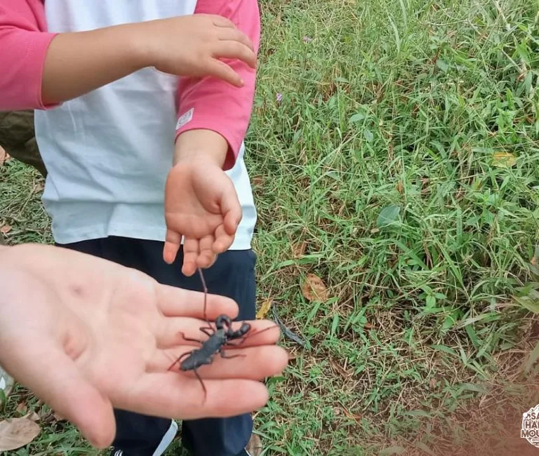 Guided Insect Hunt