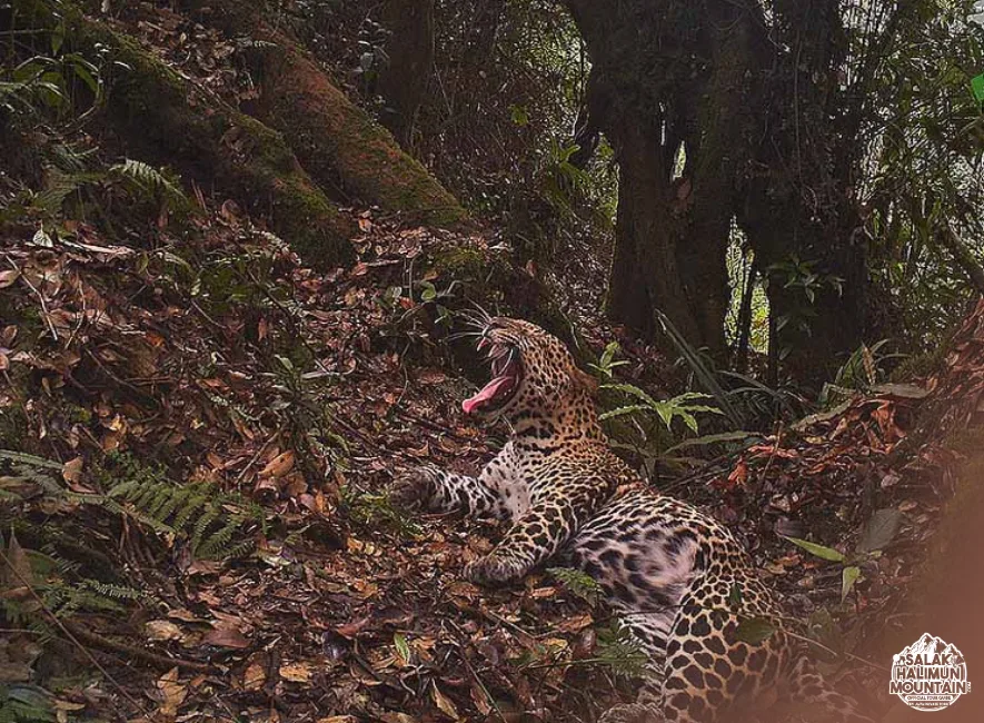 salak fauna (2)